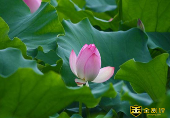 菡萏的意思是什么?菡萏堕红稀出自哪?菡萏香销翠叶残出自哪?
