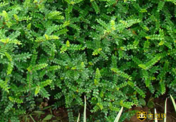 岩山椒是什么?岩山椒有什么用途?岩山椒的药用价值有什么?