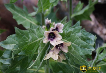 莨菪碱怎么读?山莨菪碱是什么?东莨菪碱又是什么?