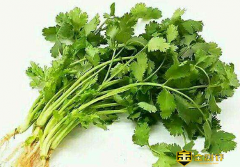 芫荽怎么读?芫荽是什么?芫荽的功效有哪些?