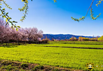 关于春天的古诗有哪些?关于描写春天的古诗有哪些?