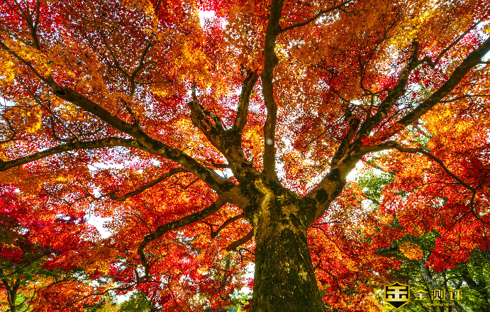 遒劲的意思是什么?骨力遒劲的意思是什么?遒劲的近义词有哪些?