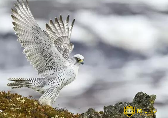 鹘鹰怎么读?回鹘人怎么读?鹘鹰战机是什么样子?