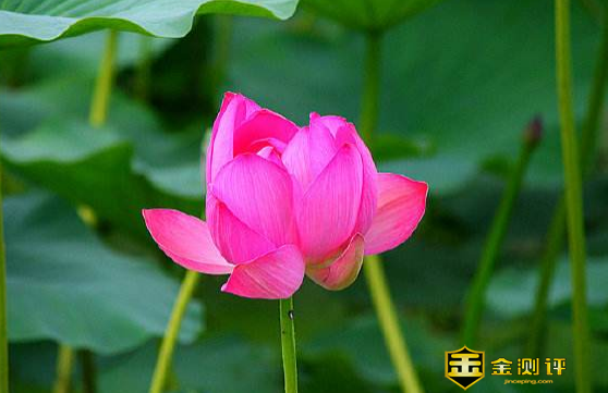 菡萏的意思是什么?菡萏堕红稀出自哪?菡萏香销翠叶残出自哪?