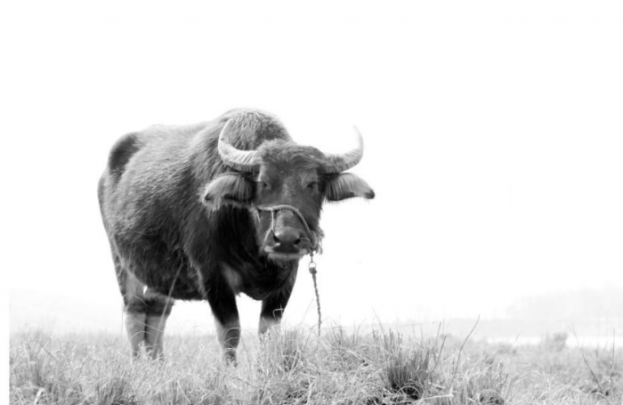 孺子牛什么意思？孺子牛比喻什么？孺子牛的典故