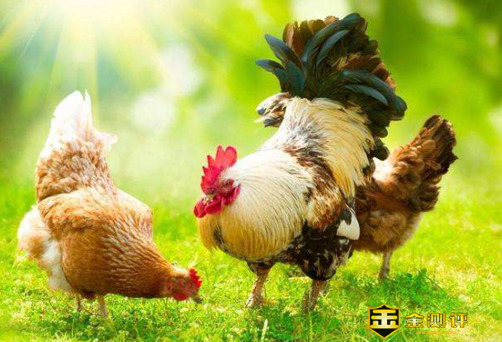 牝鸡司晨是什么意思？牝户是什么意思？牝怎么读？