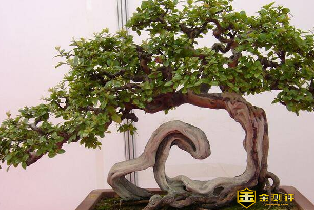 岩山椒有什么用途