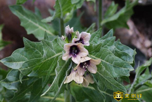 莨菪碱怎么读？山莨菪碱是什么？东莨菪碱又是什么？