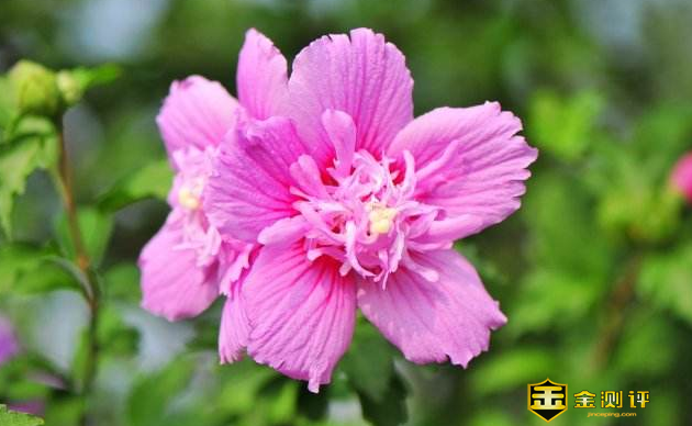 槿怎么读?槿的意思是什么?朴槿惠怎么读?